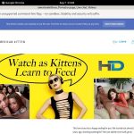 Americankitten.com Account Password